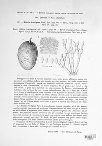 Monilinia fructigena image